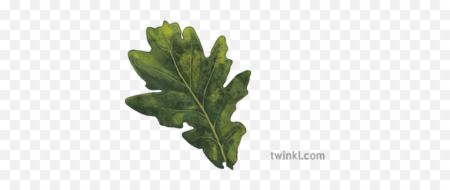 Oak Leaf 2 Illustration - Twinkl Oregon White Oak Png,Oak Leaf Png