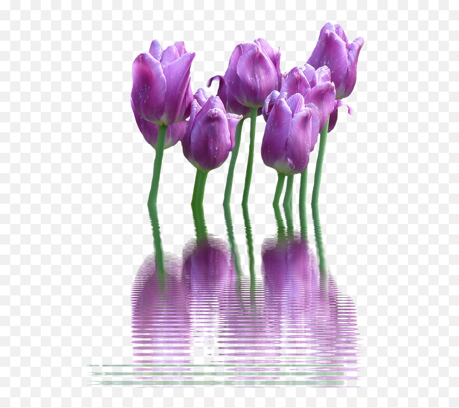 Download Spring Flower Png Transparent 404 - Free Tulip,Purple Flower Png