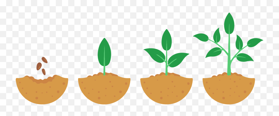 Seeds Take Time To Grow - Growing Process Of A Plant Clipart Clipart Plant Growing Stages Png,Seedling Png