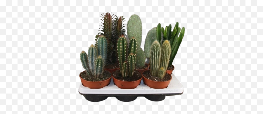 Cactus Pillars Mixed - Weberocereus Png,Cacti Png