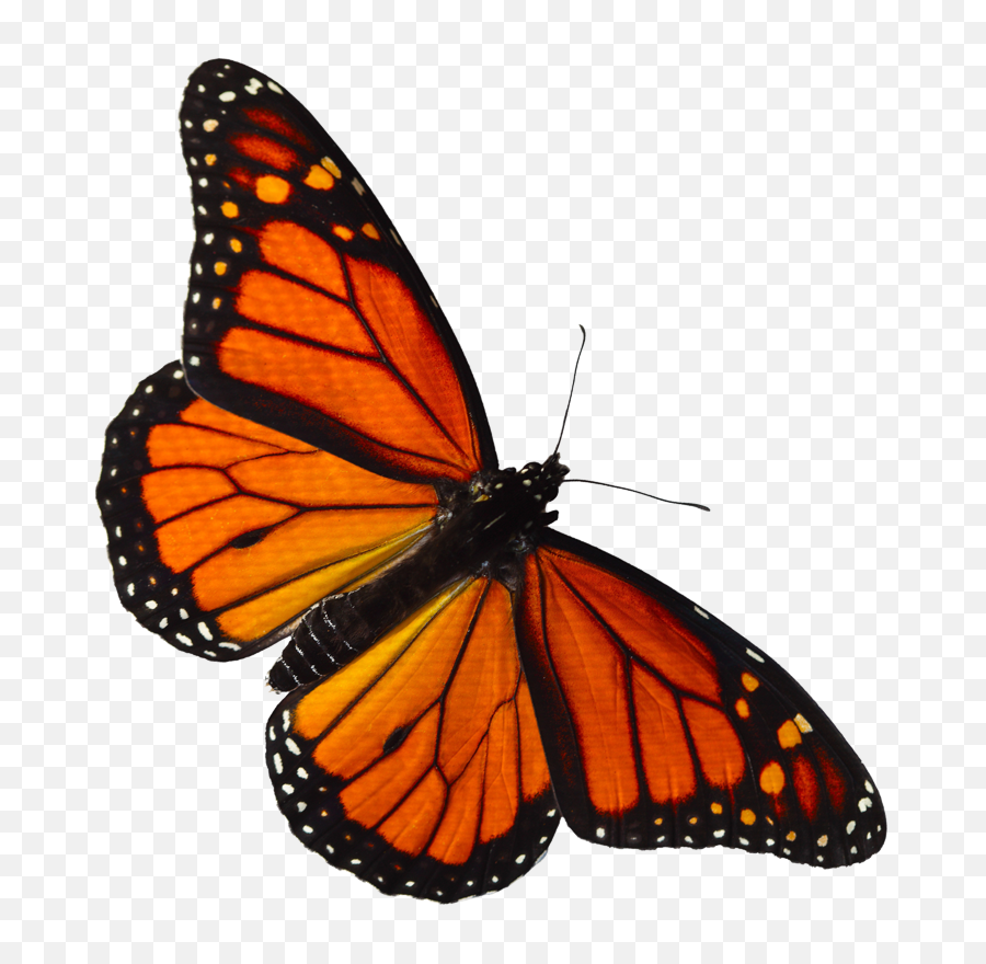 Monarch Butterfly Transparent Png - Monarch Butterfly Transparent Background,Butterfly Transparent