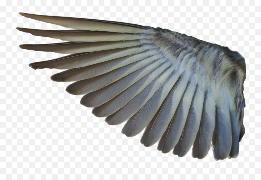 Download Bird Wings Png - Bird Wing Tran 462632 Png Wing Bird Png,Angle Wings Png