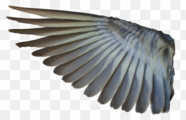 Download Bird Wings Png - Tran 462632 PNG