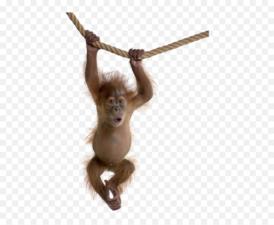Monkey Swing Animals Baby Orangutan 926748 - Png Baby Monkey Swinging,Cute Monkey Png