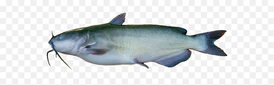 Catfish Png 7 Image - Catfish Transparent Background,Catfish Png