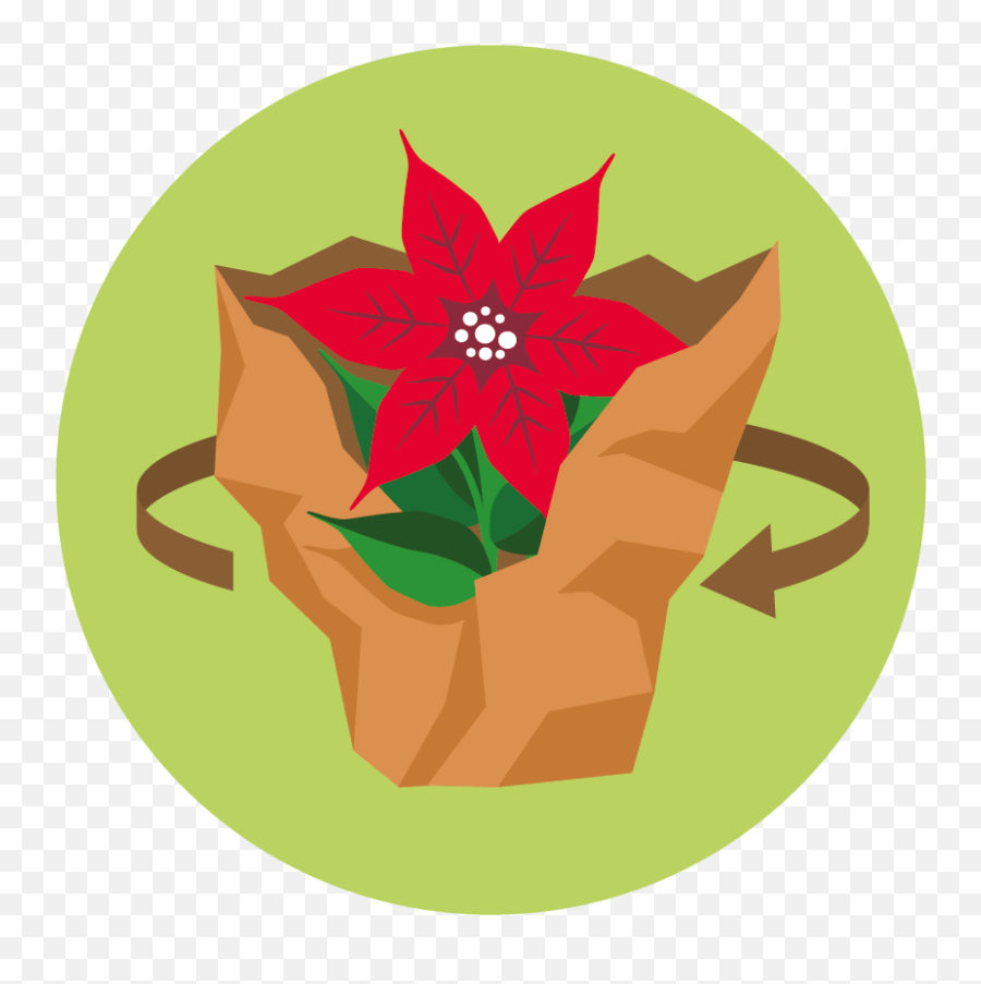 Qm - Iconsillustrationen Sfemarketing Poinsettia Png,Poinsettia Png