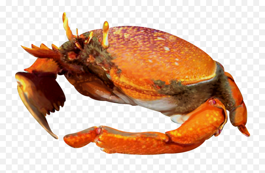 Kona Crab And Its Sustainable Fishery - Kona Crab Png,Crab Transparent