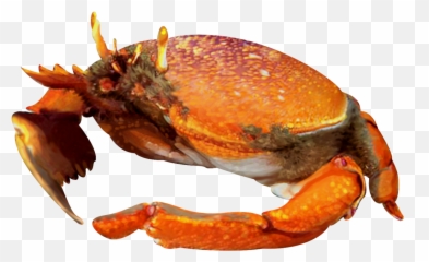 Kona Crab And Its Sustainable Fishery - Kona Crab Png,Crab Transparent