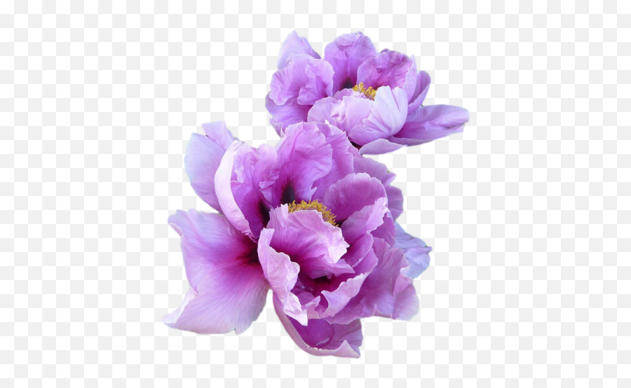 T - Purple Flowers Aesthetic Png,Peonies Png