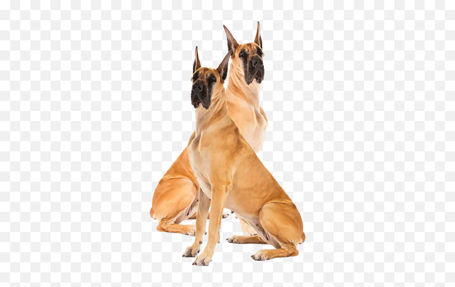 Great Dane Png Image With No Background - Great Dane German Shepherd Rottweiler,Great Dane Png