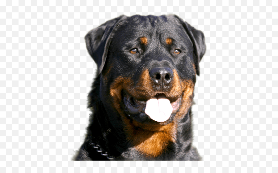 How To Select The Right Dog - 5 Factors To Consider Rottweiler With American Flag Png,Rottweiler Png