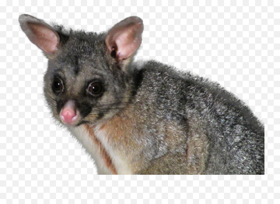 Toxins Target Specific Pests - Possum Australia Png,Possum Transparent
