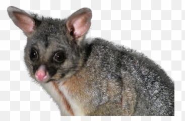Toxins Target Specific Pests - Possum Australia Png,Possum Transparent