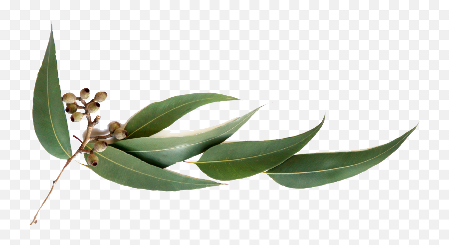 Eucalyptus Leaves Png Clip - Eucalyptus Oil Png,Eucalyptus Leaves Png