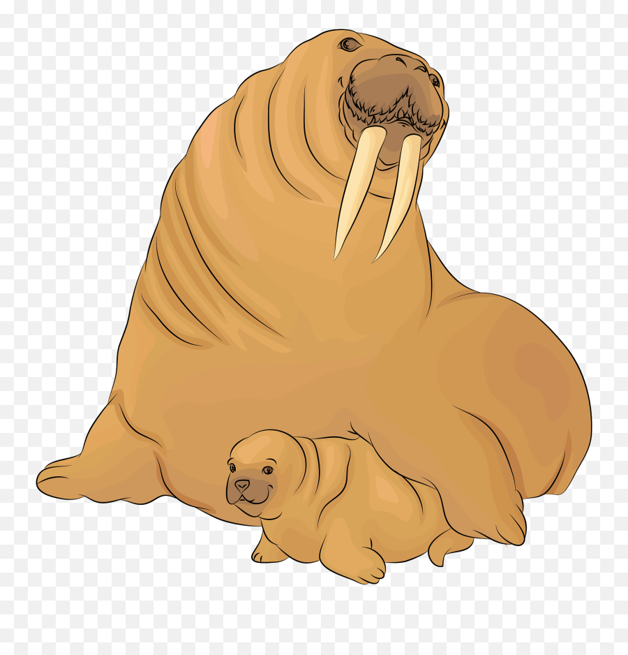 Clipart - Walrus Clipart Png,Walrus Png