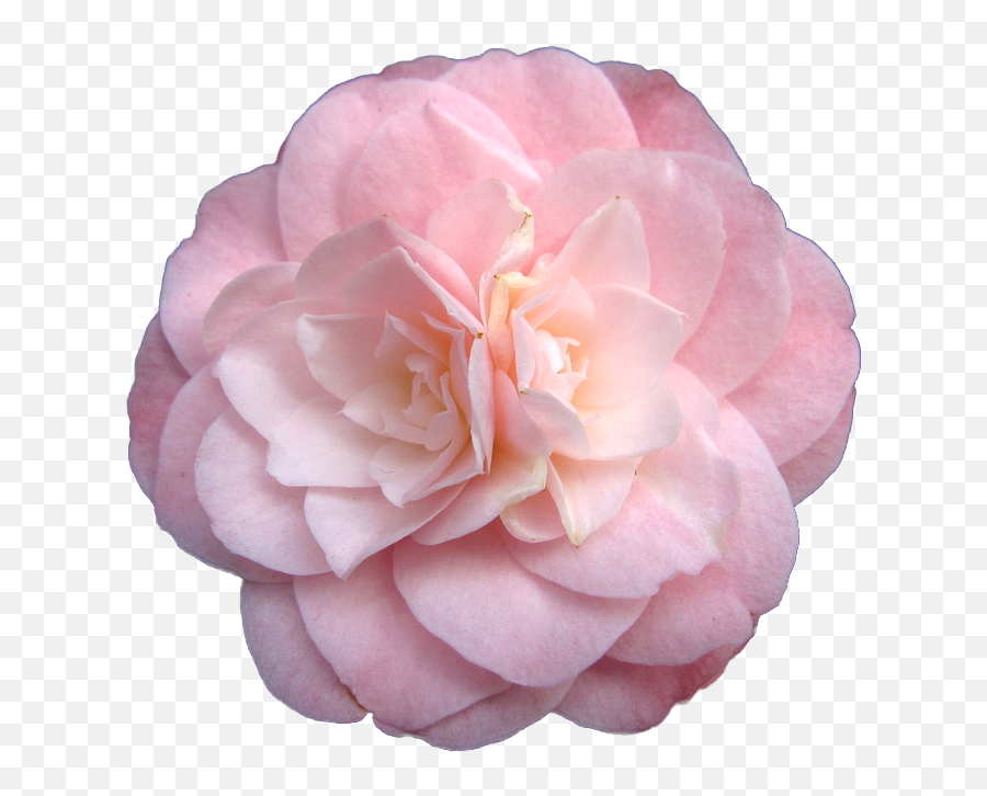 Pink Flowers Garden Roses - Pastel Flowers Png Download Pastel Pink Flower Png,Garden Flowers Png