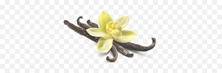 Vanilla Flower Closeup Transparent Png - Vanilla Bean Flower Png,Vanilla Bean Png