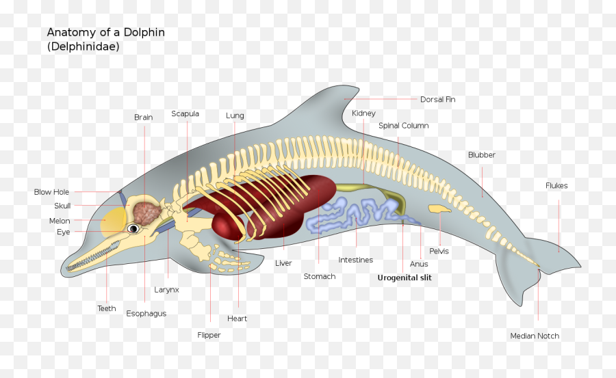 Filedolphin Anatomysvg - Wikimedia Commons Anatomy Of A Dolphin Png,Dolphins Png
