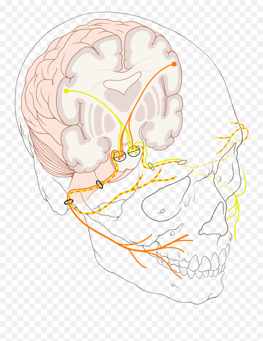 Facial Nerve - Facial Nerve Png,Facial Png