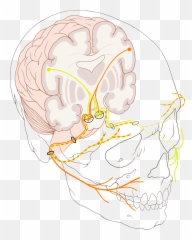 Facial Nerve - Facial Nerve Png,Facial Png