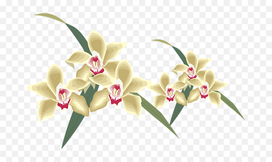 Orchid Png - Orchid Clipart Nature Yogiraj 4971475 Vippng Yogiraj,Orchid Png