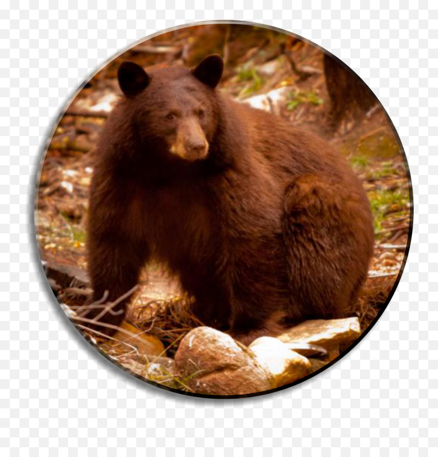Black Bears In Durango Colorado - Grizzly Bear Png,Black Bear Png