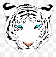 White Tiger Clipart Cute - White Bengal Tiger Clipart Png,White Tiger Png