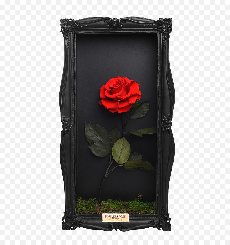Wall Frame - Rose Forever Wall Frame Png,Single Rose Png