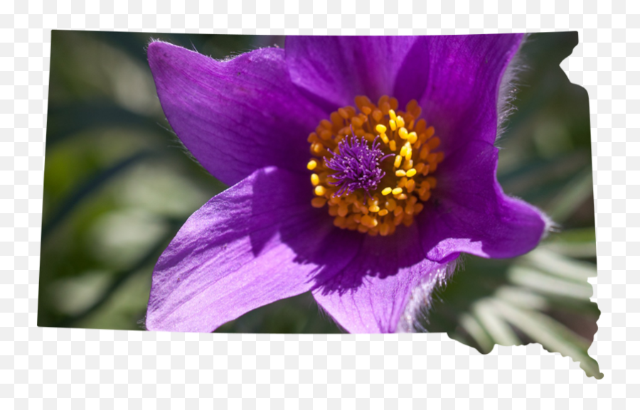 American Grown U2014 Mellano U0026 Company - Eastern Pasqueflower Png,Purple Flower Png