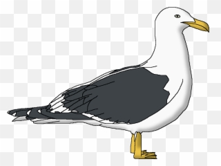Kelp Gull - Great Gull Png,Kelp Png