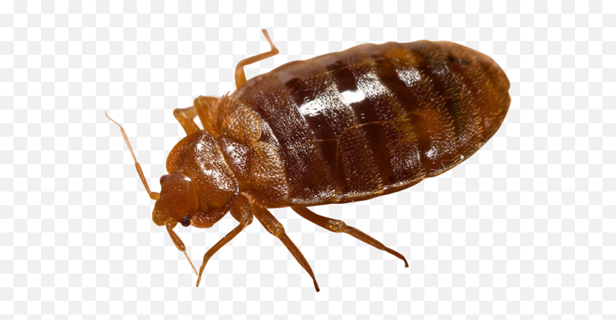 Bed Bug Png Transparent Picture Mart - Bed Bugs In French,Bugs Png