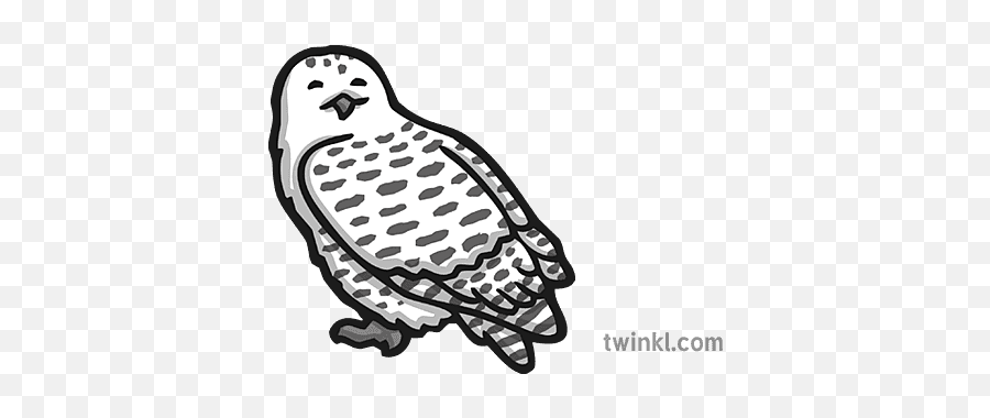 Owl Icon Illustration - Twinkl Snowy Owl Twinkl Png,Free Owl Icon