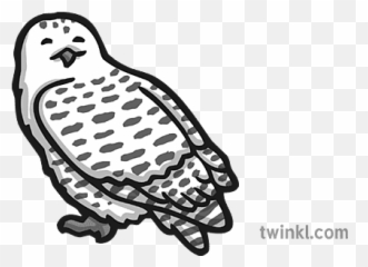 Owl Icon Illustration - Twinkl Snowy png