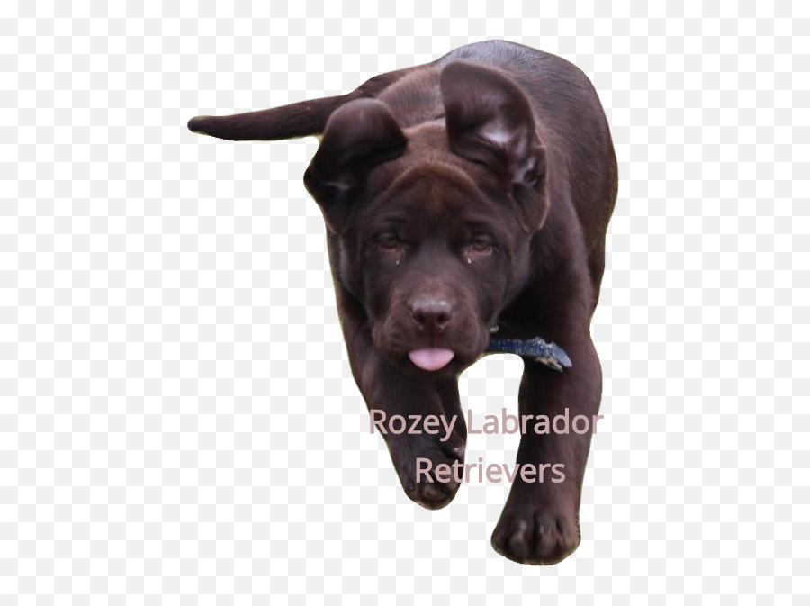 Labrador Puppies For Sale In Michigan - Guard Dog Png,Yellow Lab Icon Png