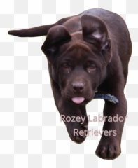 Labrador Puppies For Sale In Michigan - Guard Dog Png,Yellow Lab Icon Png