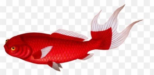 Goldfish Koi Fish Vintage Free Stock Photo - Public Domain Png