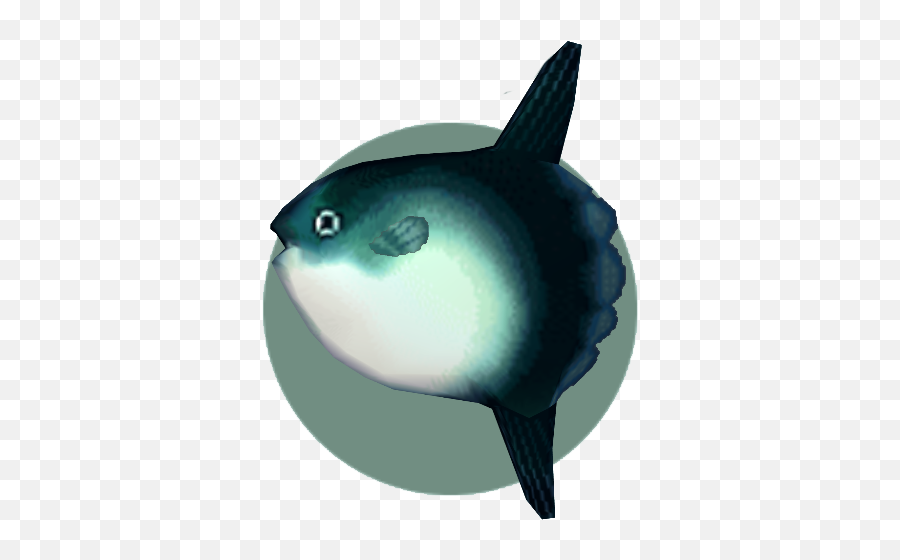 Ocean Sunfish Animal Crossing Wiki Fandom - Mola Mola Animal Crossing Png,Ocean Fish Png