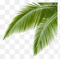 Palm - Png43080 Anytime Sunbed Hire Attalea Speciosa,Palm Png