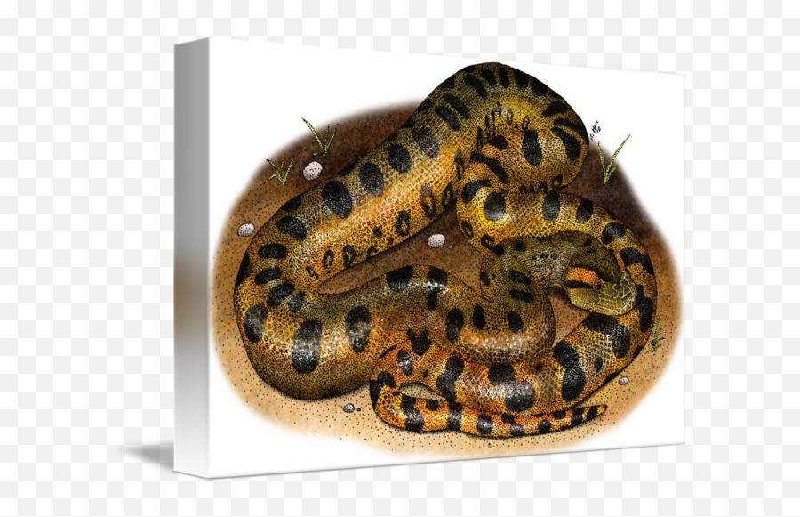 Green Anaconda By Roger Hall Green Anaconda Png Free Transparent Png Images Pngaaa Com