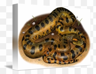 Green Anaconda By Roger Hall - Green Anaconda Png,Anaconda Png