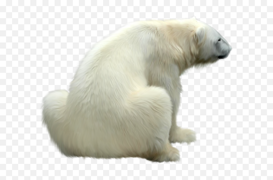 Download Free Png Gelo Urso Polar O Azul Glacier - Polar Bear Sitting Png,Glacier Png