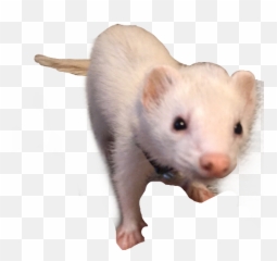 Download Ferret Png Image With No - Ferret,Ferret Png