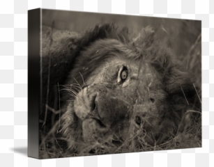Menacing Stare By Steve Telling - Masai Lion Png,Menacing Png