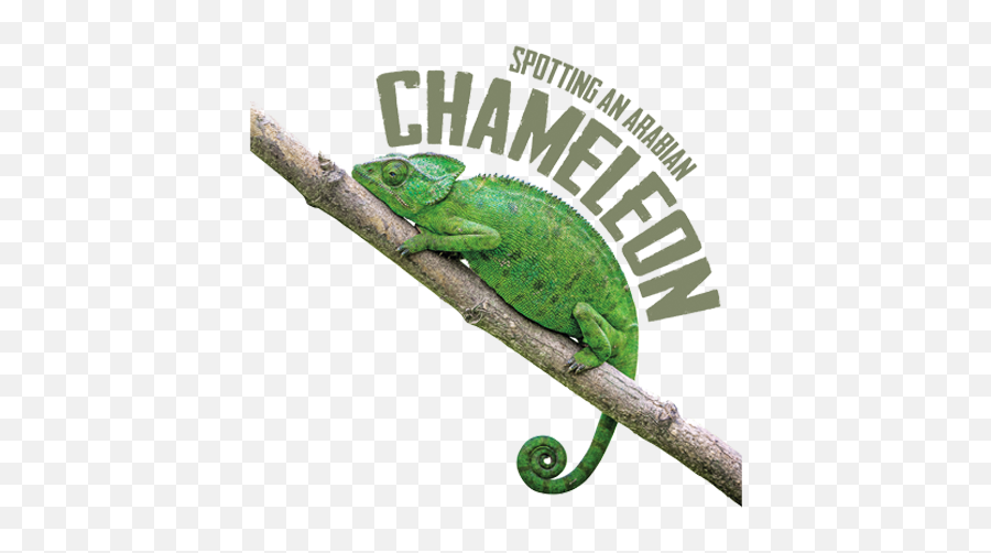 Spotting An Arabian Chameleon - Common Chameleon Png,Chameleon Png