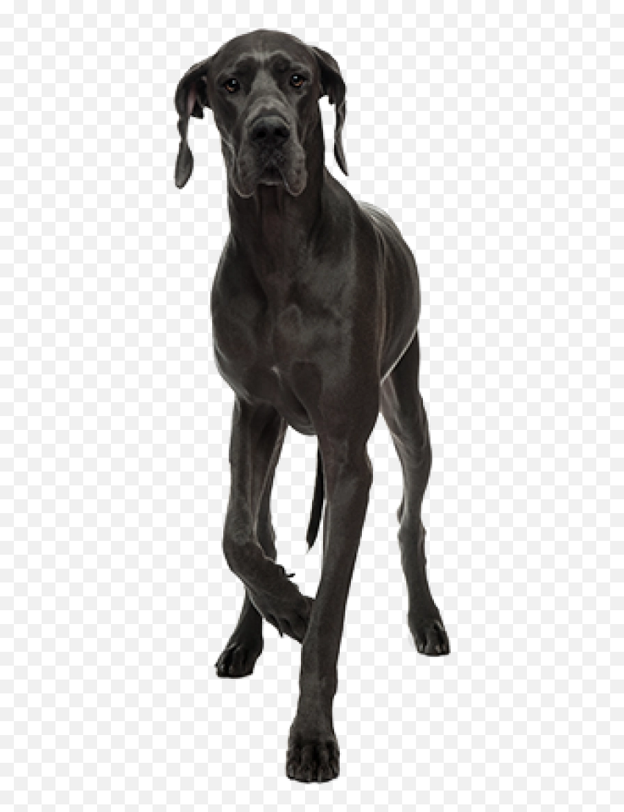 Dane Png And Vectors For Free Download - Great Dane Dog Png,Great Dane Png