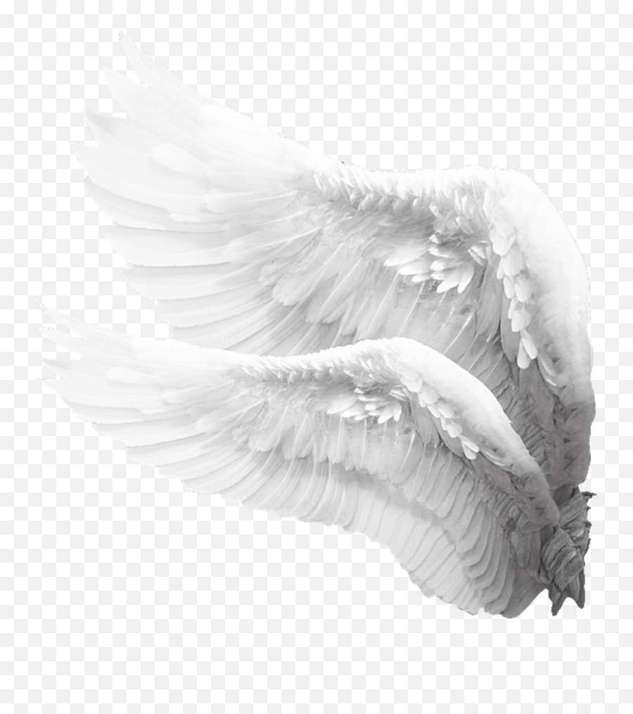 Sideview Angelwings Angels Angel Wings Feathers - Angel Side Angel Wings Png,Black Angel Wings Png