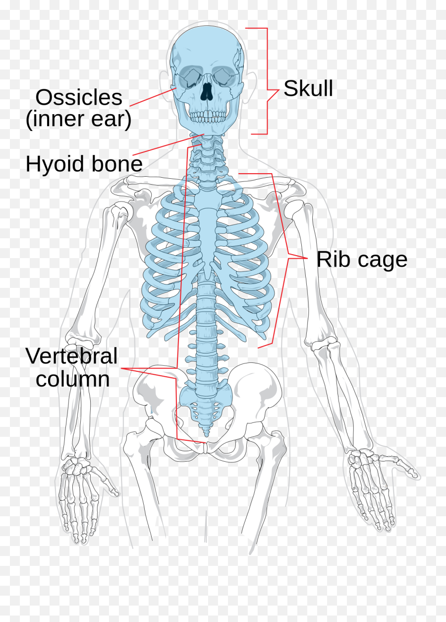 Axial Skeleton - Wikipedia Axial Skeleton Png,Human Skull Png