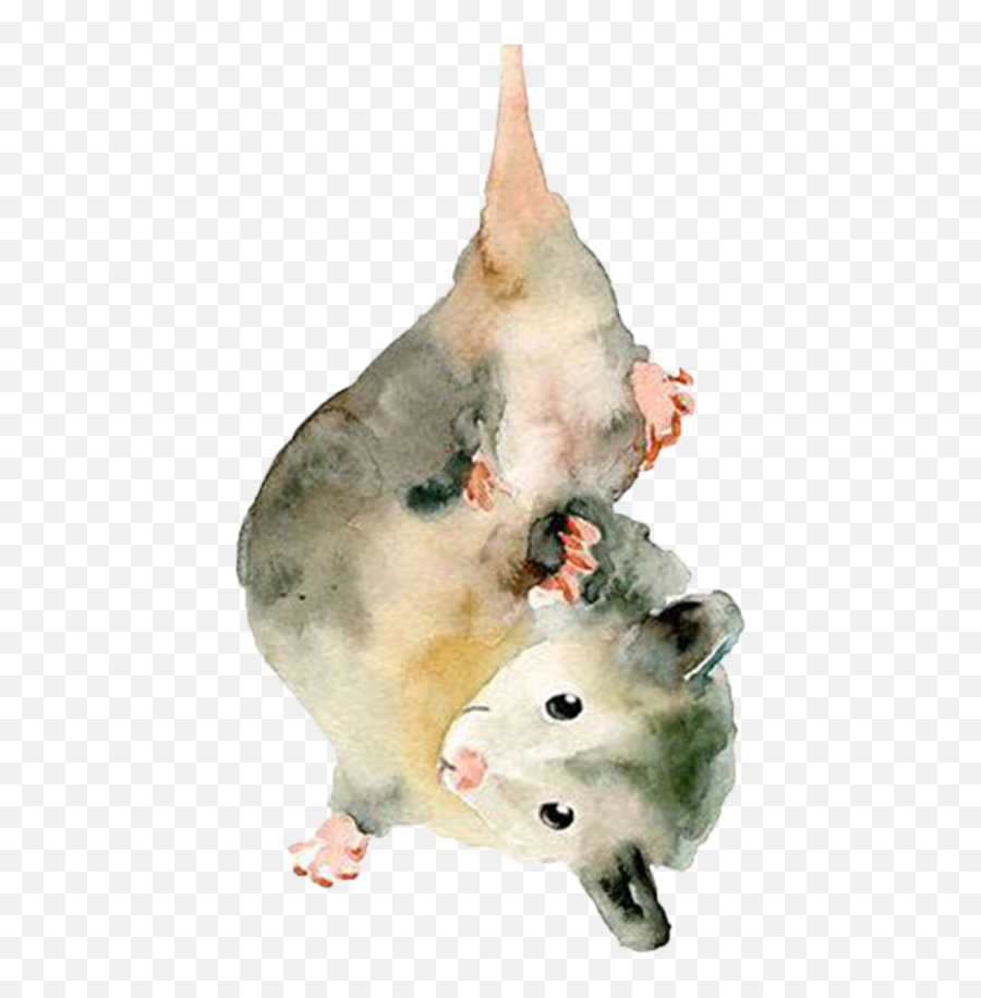 Opossum Drawing Transparent Png Image - Watercolour Possum,Possum Transparent