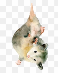 Opossum Drawing Transparent Png Image - Watercolour Possum,Possum Transparent