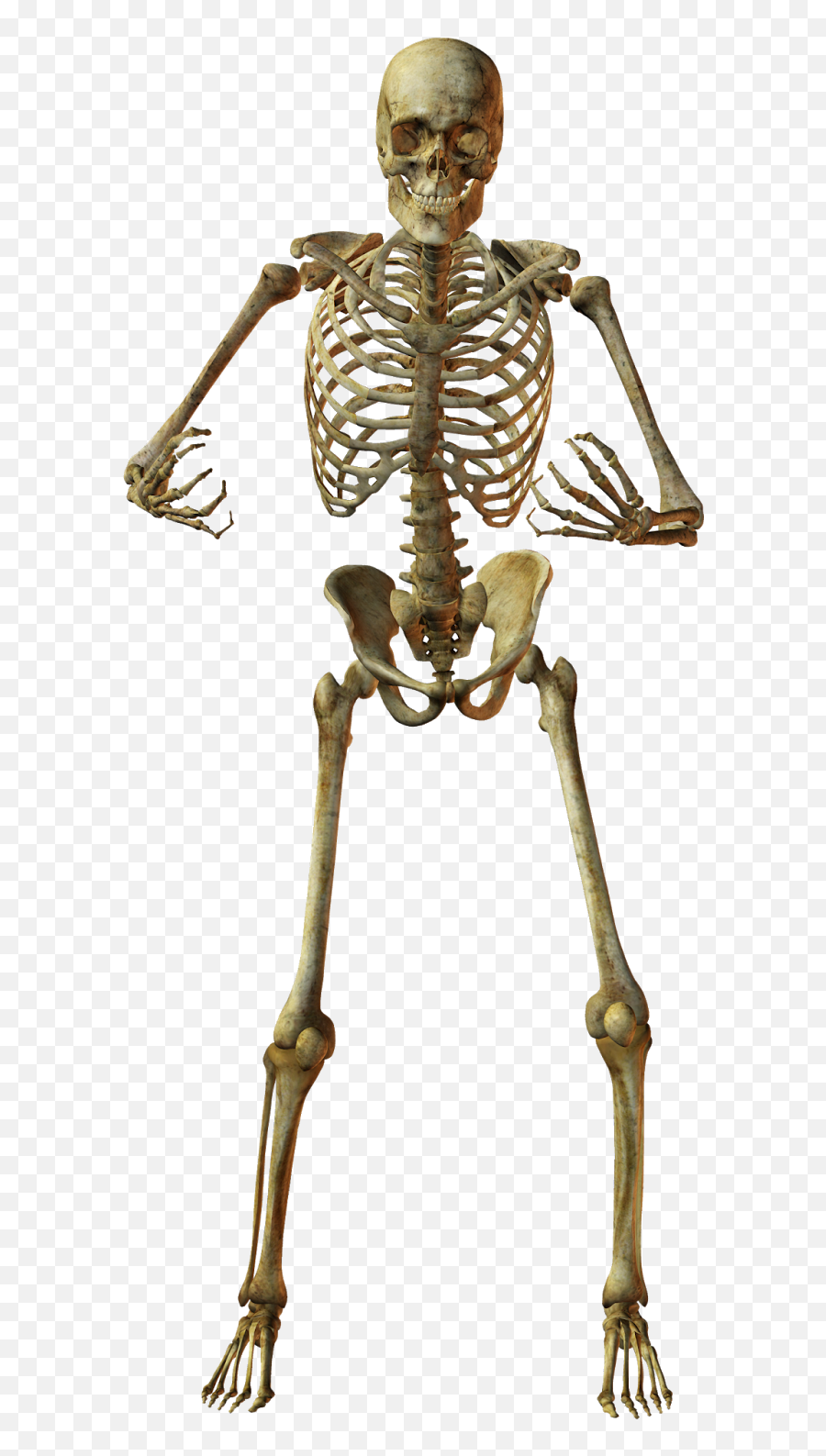 Human Skeleton Bone Anatomy - Skeleton Png Download 885 Transparent Skeleton Bones Png,Skeleton Png Transparent